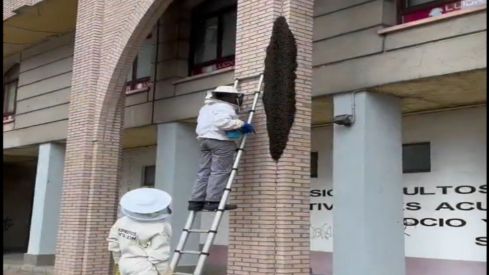 Bomberos  de León retiran un enjambre de abjeas