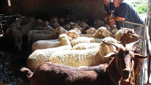 Tiempo de esquila | Peio García / ICAL