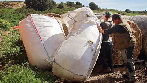 Tiempo de esquila | Peio García / ICAL