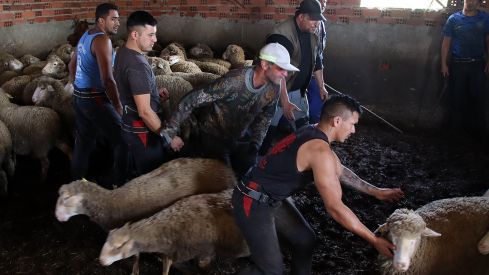 Tiempo de esquila | Peio García / ICAL