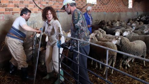 Tiempo de esquila | Peio García / ICAL