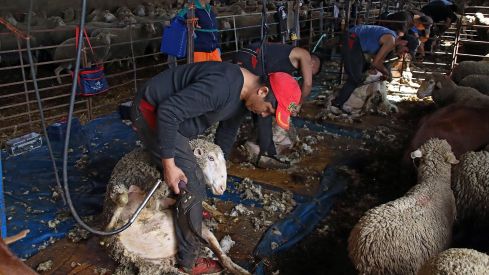 Tiempo de esquila | Peio García / ICAL