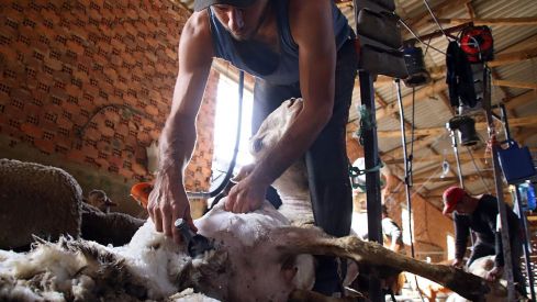 Tiempo de esquila | Peio García / ICAL