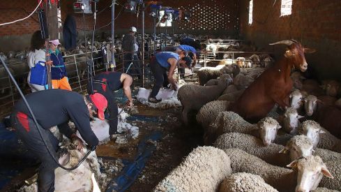 Tiempo de esquila | Peio García / ICAL