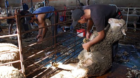 Tiempo de esquila | Peio García / ICAL Tiempo de esquila | Peio García / ICAL