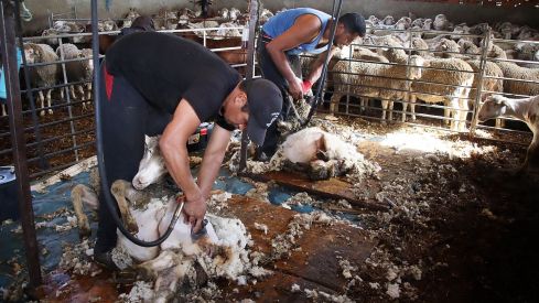 Tiempo de esquila | Peio García / ICAL Tiempo de esquila | Peio García / ICAL