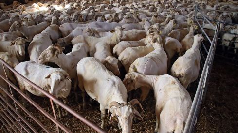 Tiempo de esquila | Peio García / ICAL Tiempo de esquila | Peio García / ICAL