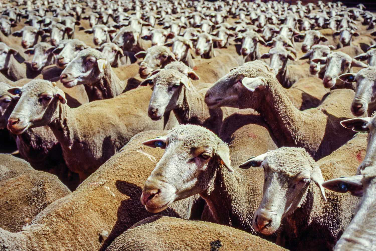 El leonés Manuel Rodriguez presenta el trabajo de una década de investigación ovina en su último libro: 'Merinas y la industria de la lana'