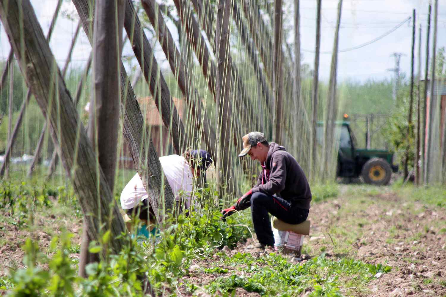 laborea agricolas lúpulo