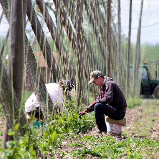 La Diputación de León impulsa con 25.000 euros un proyecto para convertir el lúpulo leonés en referente científico y cultural La Diputación de León impulsa con 25.000 euros un proyecto para convertir el lúpulo leonés en referente científico y cultural
