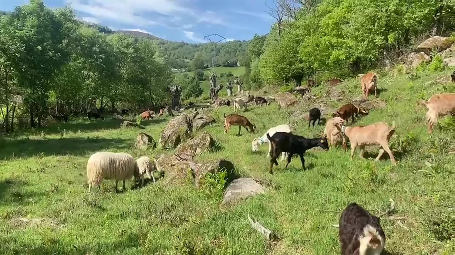 El pastoreo se reúne en la Montaña de León para afrontar los retos del oficio