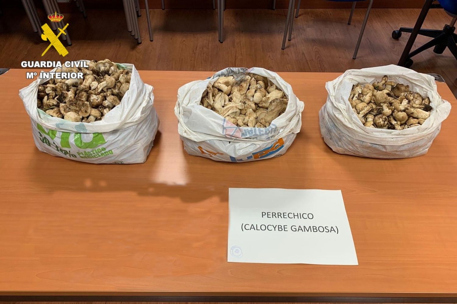 La Guardia Civil requisa más de 13 kilos de setas de San Jorge en La Cueta - Cabrillanes (León)