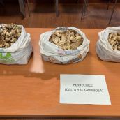 La Guardia Civil requisa más de 13 kilos de setas de San Jorge en La Cueta - Cabrillanes (León)