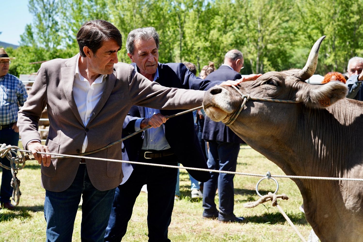 Feria de la Raza Parda de Montaña | Campillo / ICAL