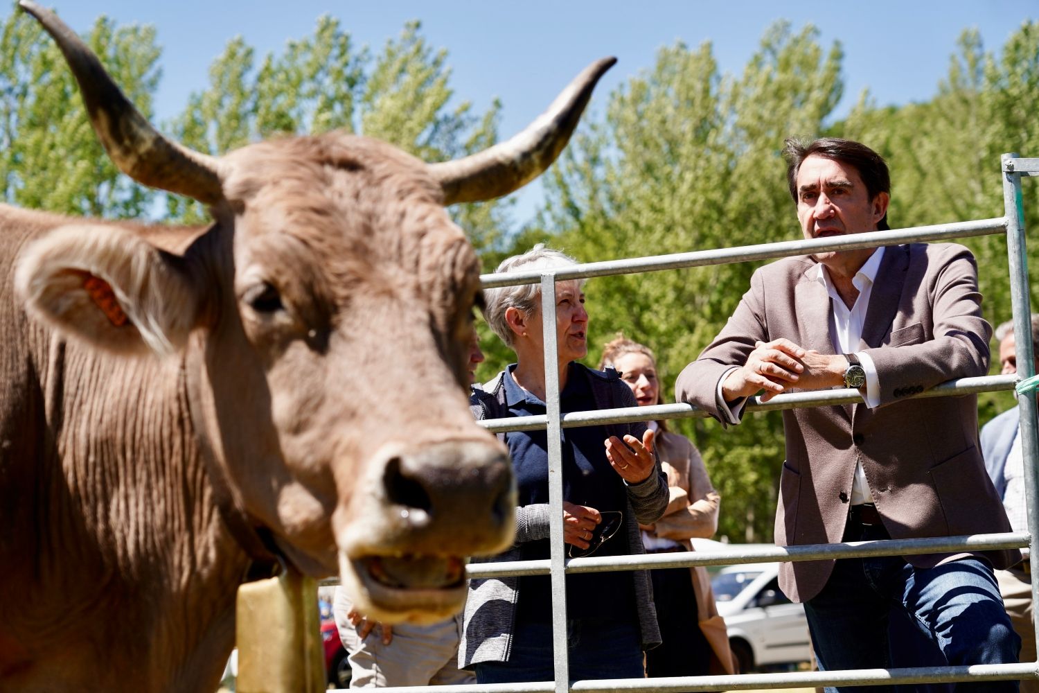 Feria de la Raza Parda de Montaña | Campillo / ICAL