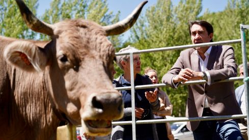 Feria de la Raza Parda de Montaña | Campillo / ICAL
