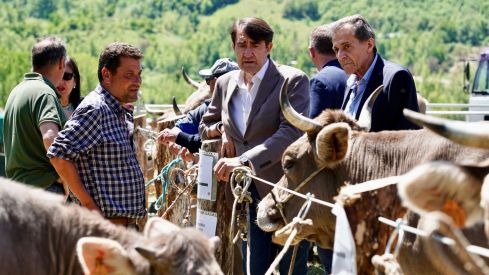 Feria de la Raza Parda de Montaña | Campillo / ICAL