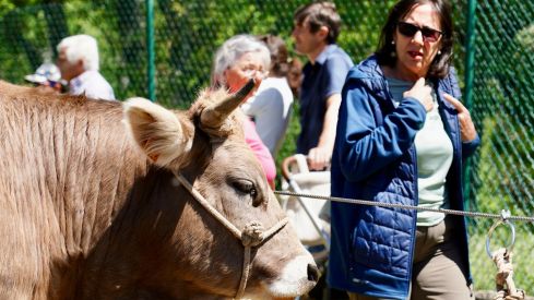 Feria de la Raza Parda de Montaña | Campillo / ICAL