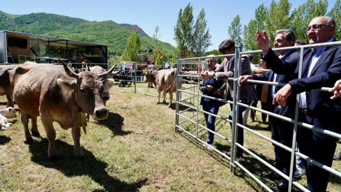 Feria de la Raza Parda de Montaña | Campillo / ICAL