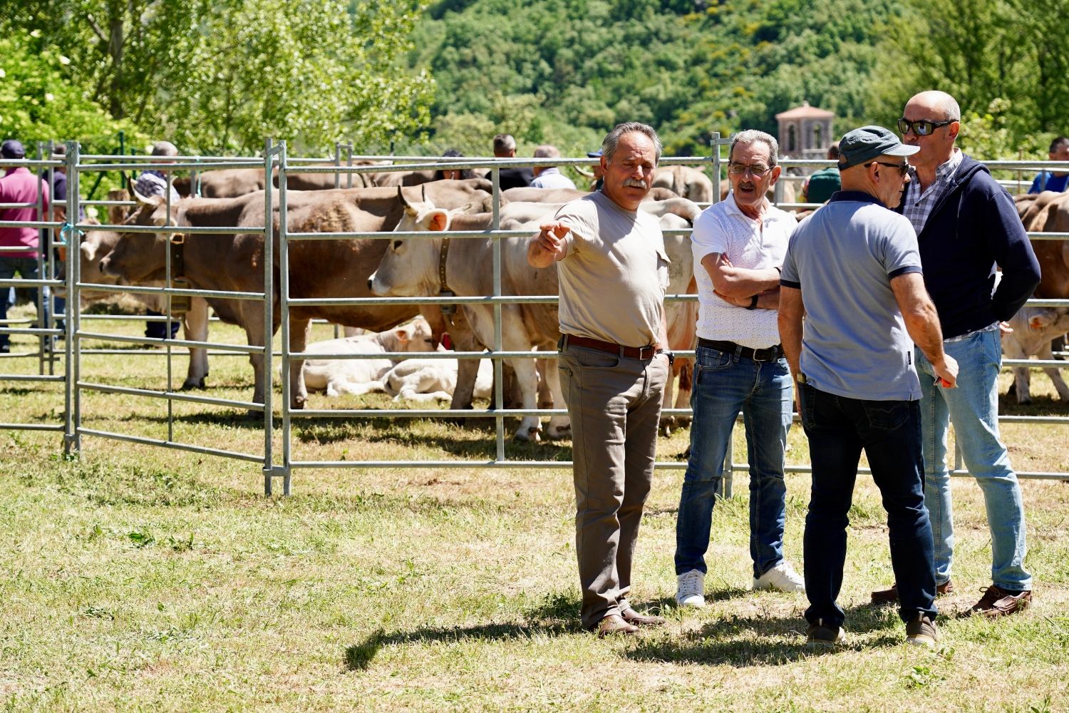 Feria de la Raza Parda de Montaña | Campillo / ICAL