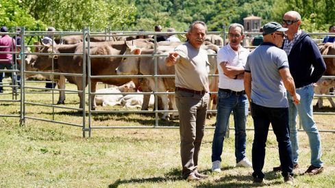 Feria de la Raza Parda de Montaña | Campillo / ICAL