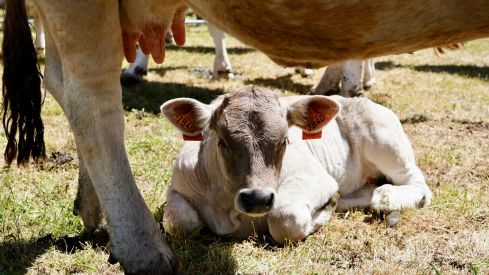 Feria de la Raza Parda de Montaña | Campillo / ICAL