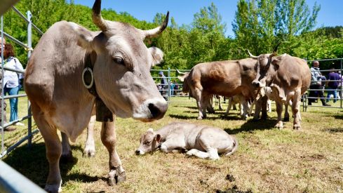 Feria de la Raza Parda de Montaña | Campillo / ICAL