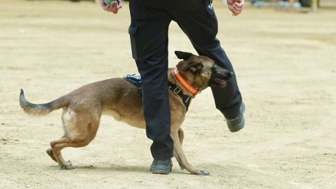 Exhibición de medios policiales en la plaza de toros de León | Campillo / ICAL Exhibición de medios policiales en la plaza de toros de León | Campillo / ICAL