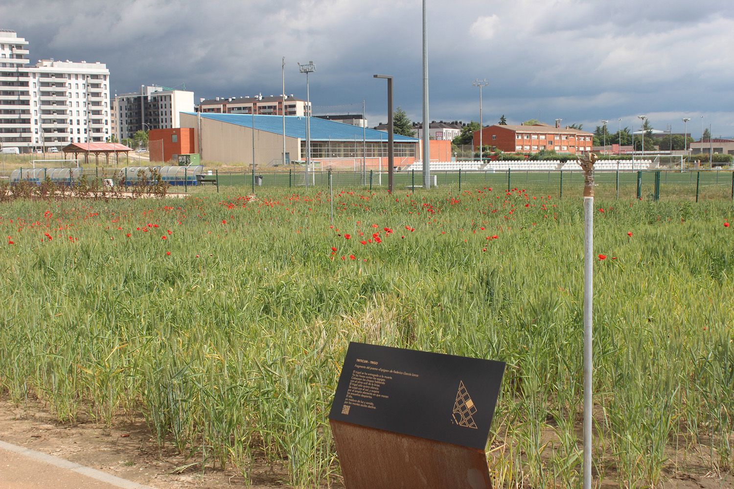 Cultivo de trigo en el Parque de las Tierras Leonesas