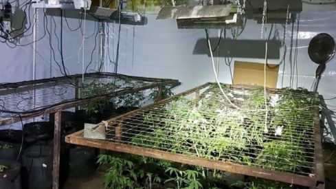  Detenido un hombre en Boñar (León) por el cultivo de 42 plantas de marihuana y defraudación de suministro eléctrico