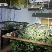  Detenido un hombre en Boñar (León) por el cultivo de 42 plantas de marihuana y defraudación de suministro eléctrico