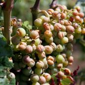 UCCL advierte que las tormentas de las últimas semanas “dejan en la cuerda floja” a “gran parte” de la producción de León | Peio García / ICAL