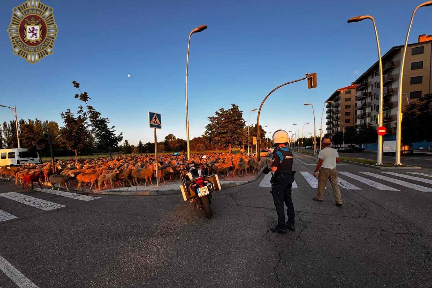 1.000 ovejas atraviesan León en la ancestral trashumancia