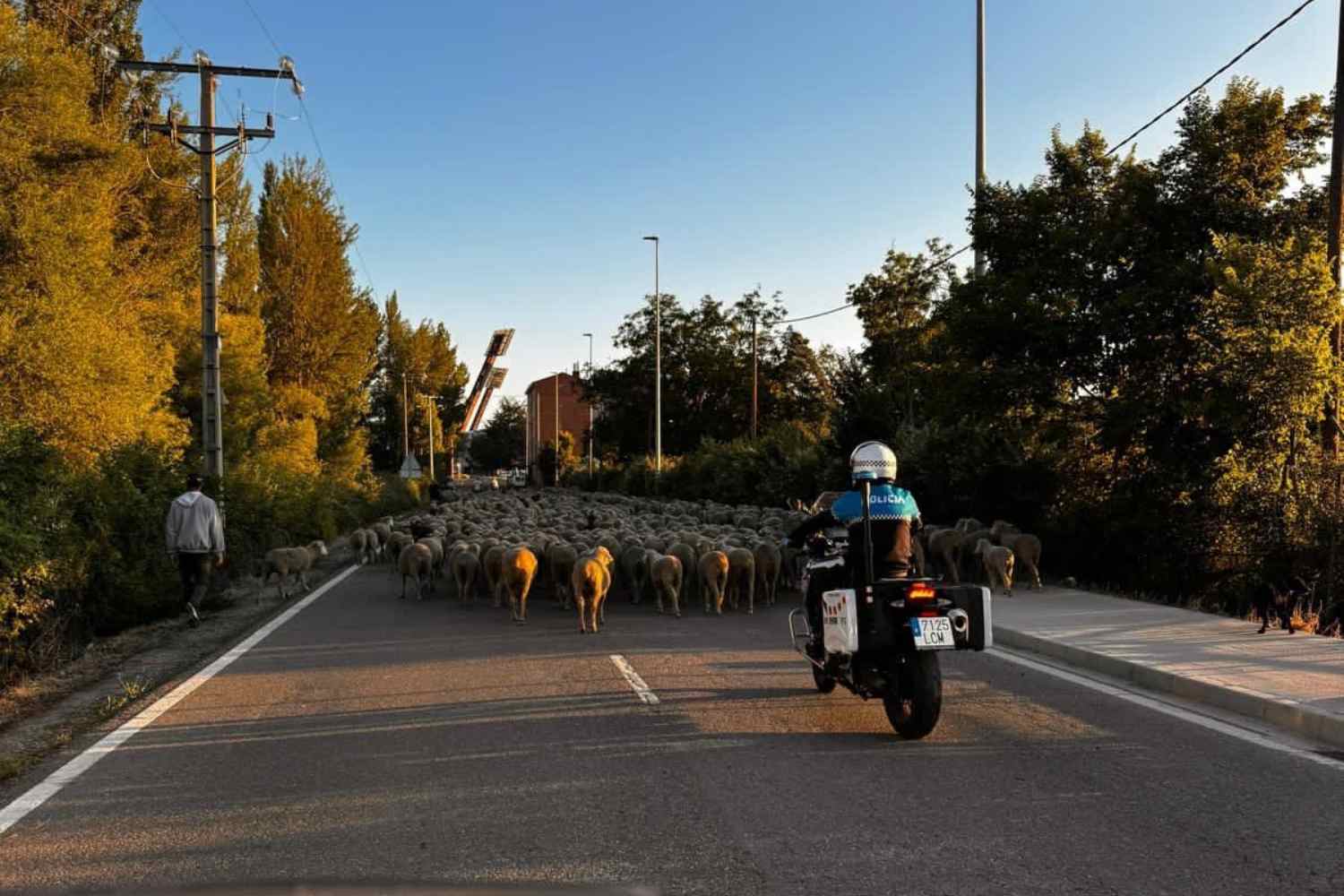 Rebaño de más de 1.000 ovejas a su paso por León capital