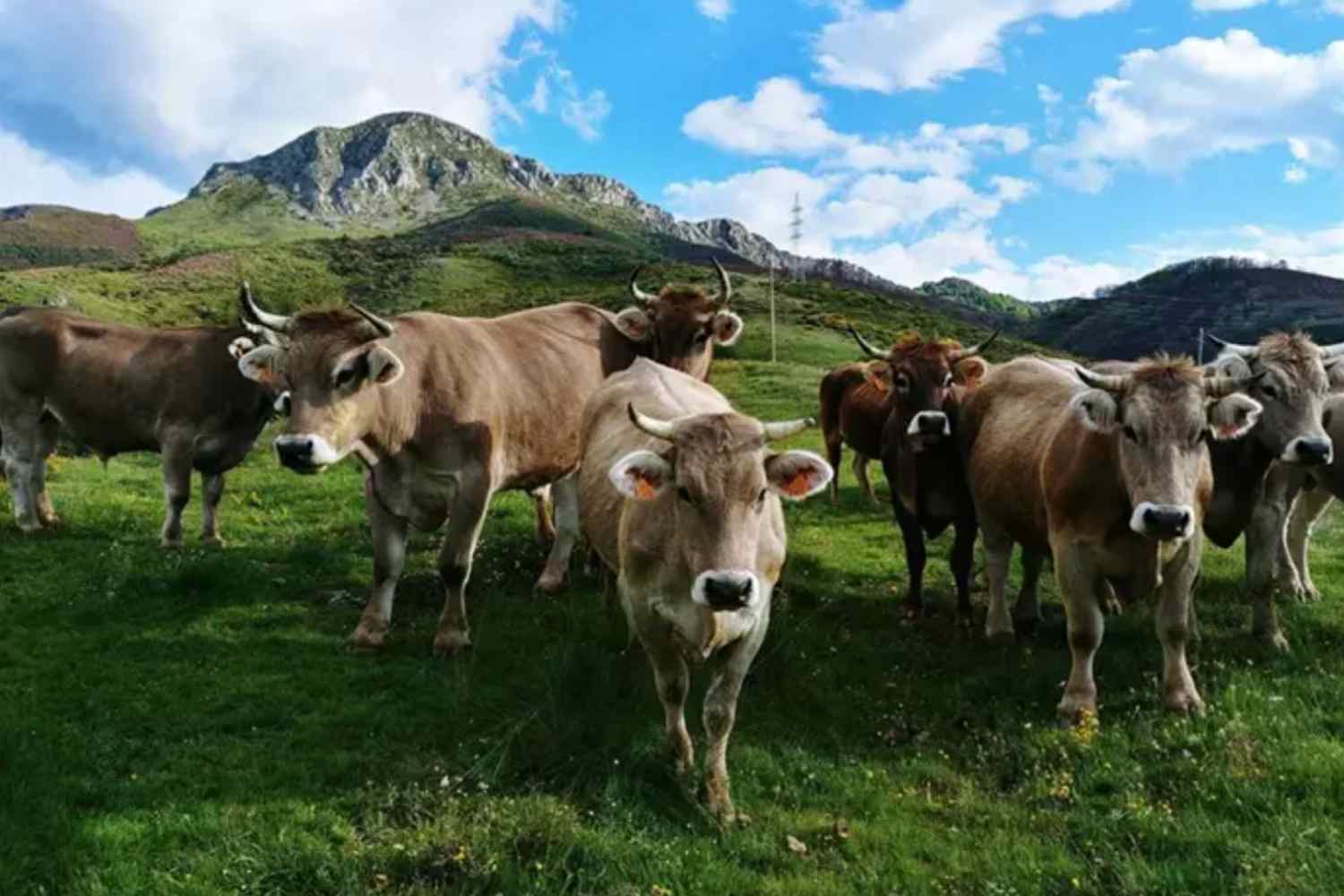 Asaja celebra la compra de Valles del Esla y espera que no haya "competencia desleal" a los pequeños ganaderos 