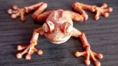 ¡A la caza de la rana!: La Bañeza lanza un divertido juego para sus Jornadas Gastronómicas ¡A la caza de la rana!: La Bañeza lanza un divertido juego para sus Jornadas Gastronómicas