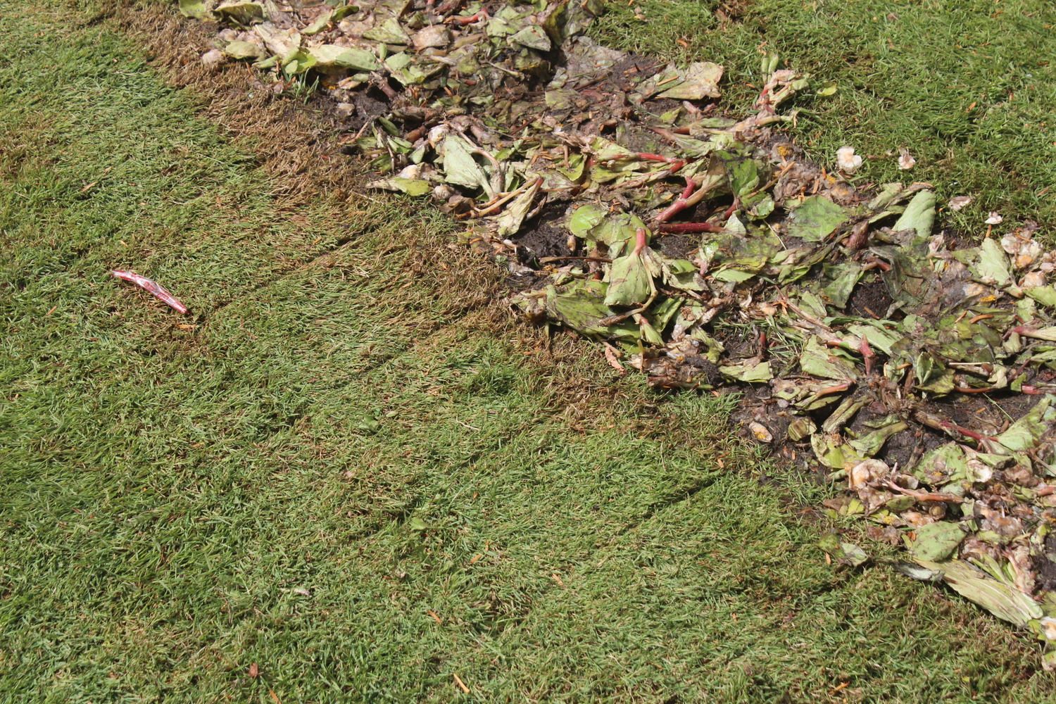 Flores destrozadas Santo Domingo 