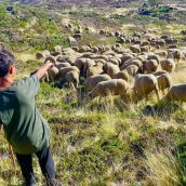 Aventura Trashumante | Dingonatura