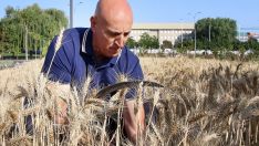 El Parque de las Tierras Leonesas  acoge una siega tradicional | Peio García / ICAL.