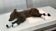 Recuperado un osezno en Barniedo de la Reina (León) y trasladado al Centro de Recuperación de Animales de Valladolid para su rehabilitación