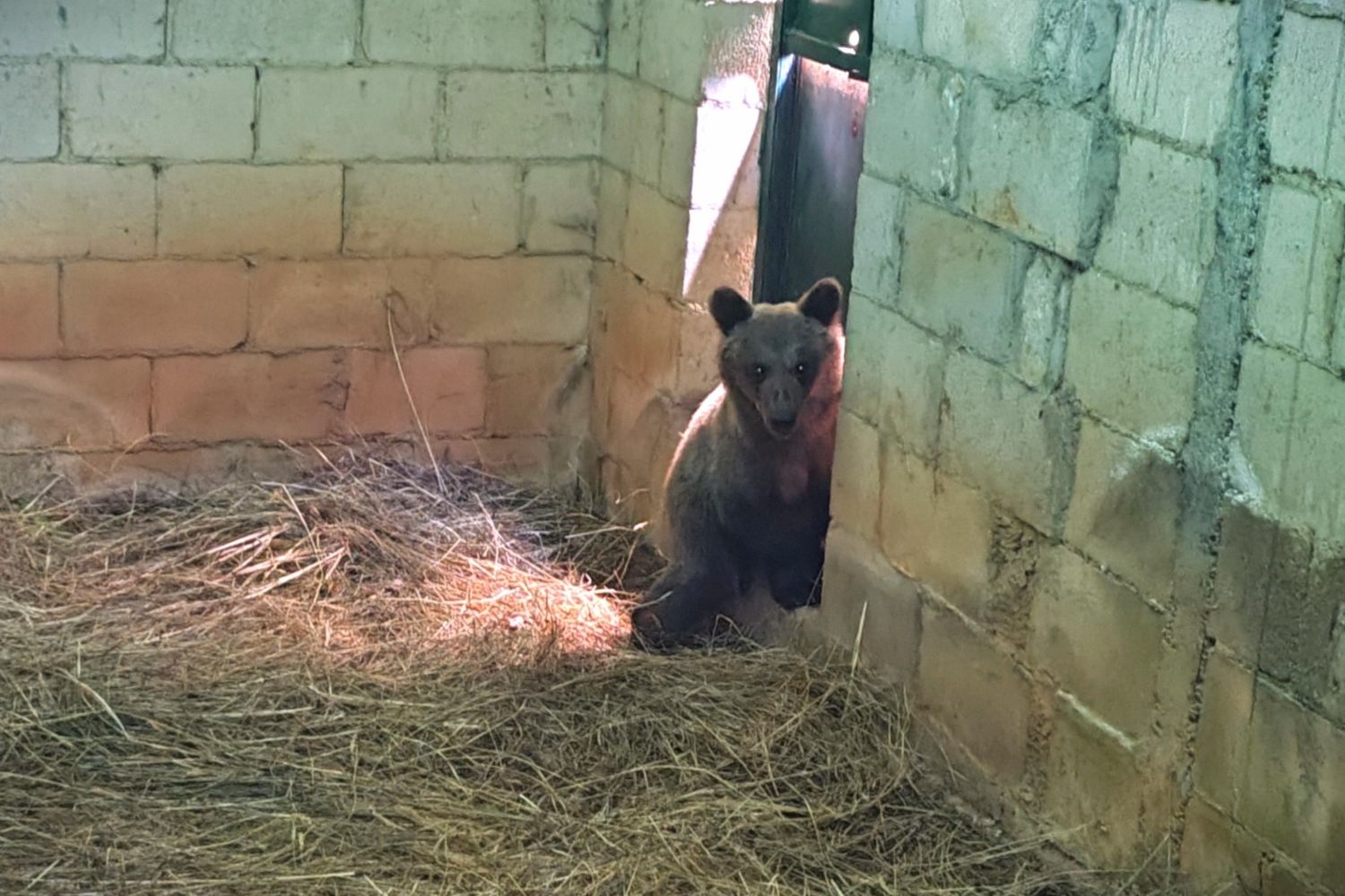 La osezna Cova, rescatada hace unos meses en Asturias, trasladada al recinto de aclimatación de osos pardos en Valsemana (León) 