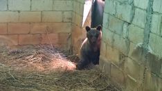 La osezna Cova, rescatada hace unos meses en Asturias, trasladada al recinto de aclimatación de osos pardos en Valsemana (León) 