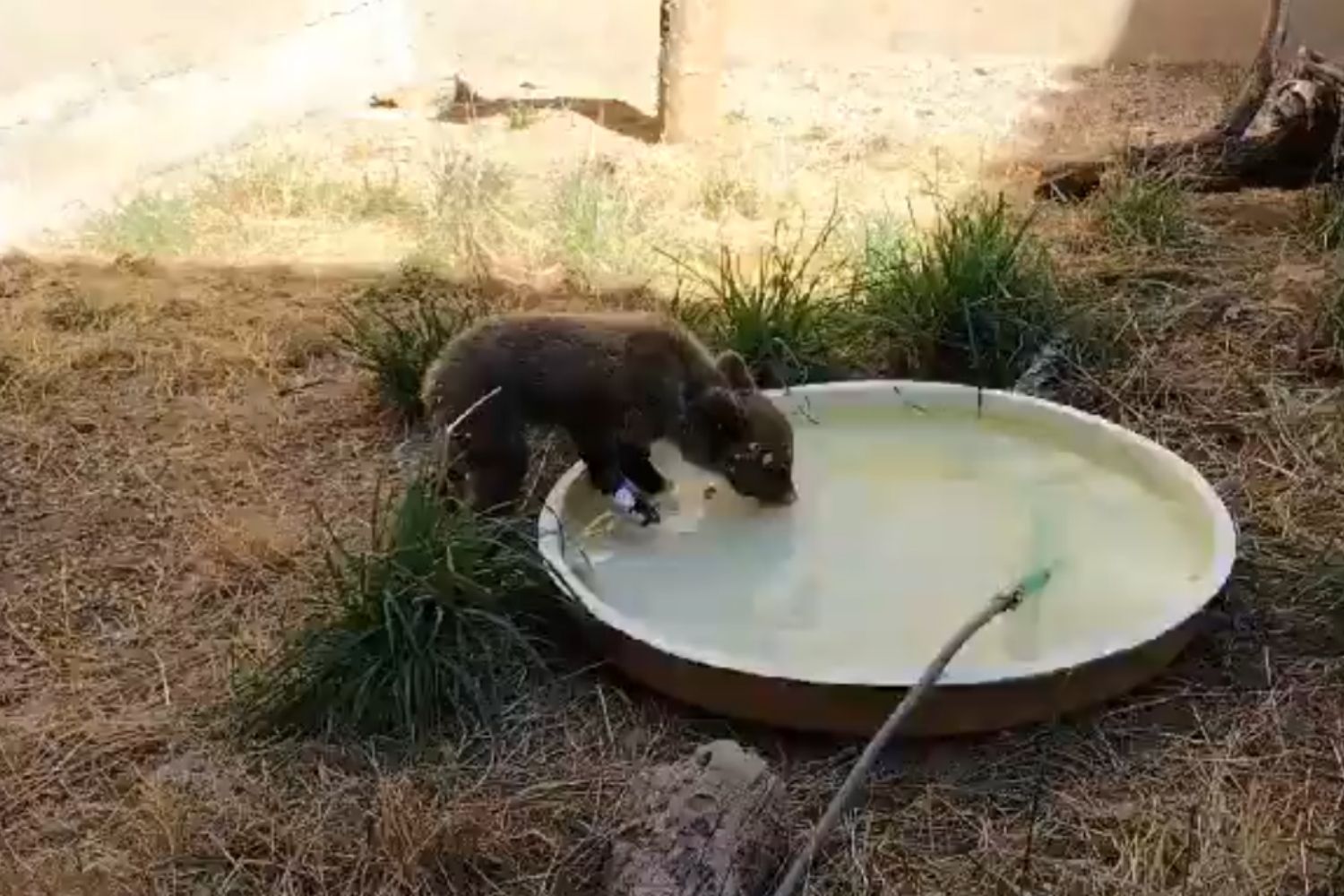 El osezno rescatado en Barniedo de la Reina (León) se recupera de las quemaduras en el CRAS de Valladolid