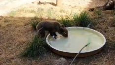 El osezno rescatado en Barniedo de la Reina (León) se recupera de las quemaduras en el CRAS de Valladolid