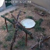 El osezno rescatado en Barniedo de la Reina (León) avanza en su recuperación de forma positiva