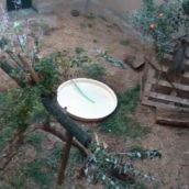 El osezno rescatado en Barniedo de la Reina (León) ya pesa más de 9kg y cada día gana movilidad y autonomía para alimentarse solo