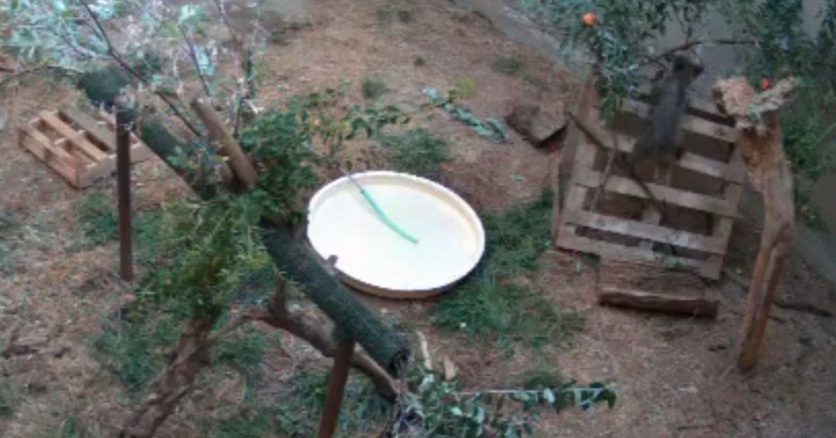 El osezno rescatado en Barniedo de la Reina (León) ya pesa más de 9kg y