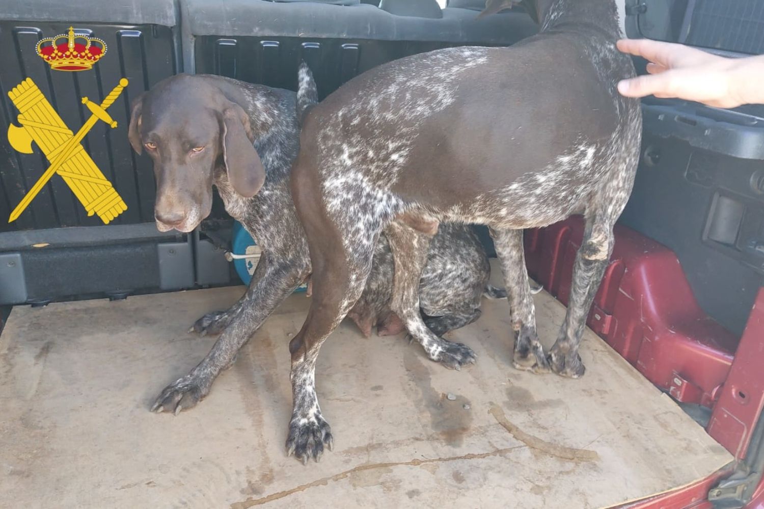 Investigadas  dos personas en San Miguel del Camino (León) por robar dos perros de raza valorados en 2.800 euros