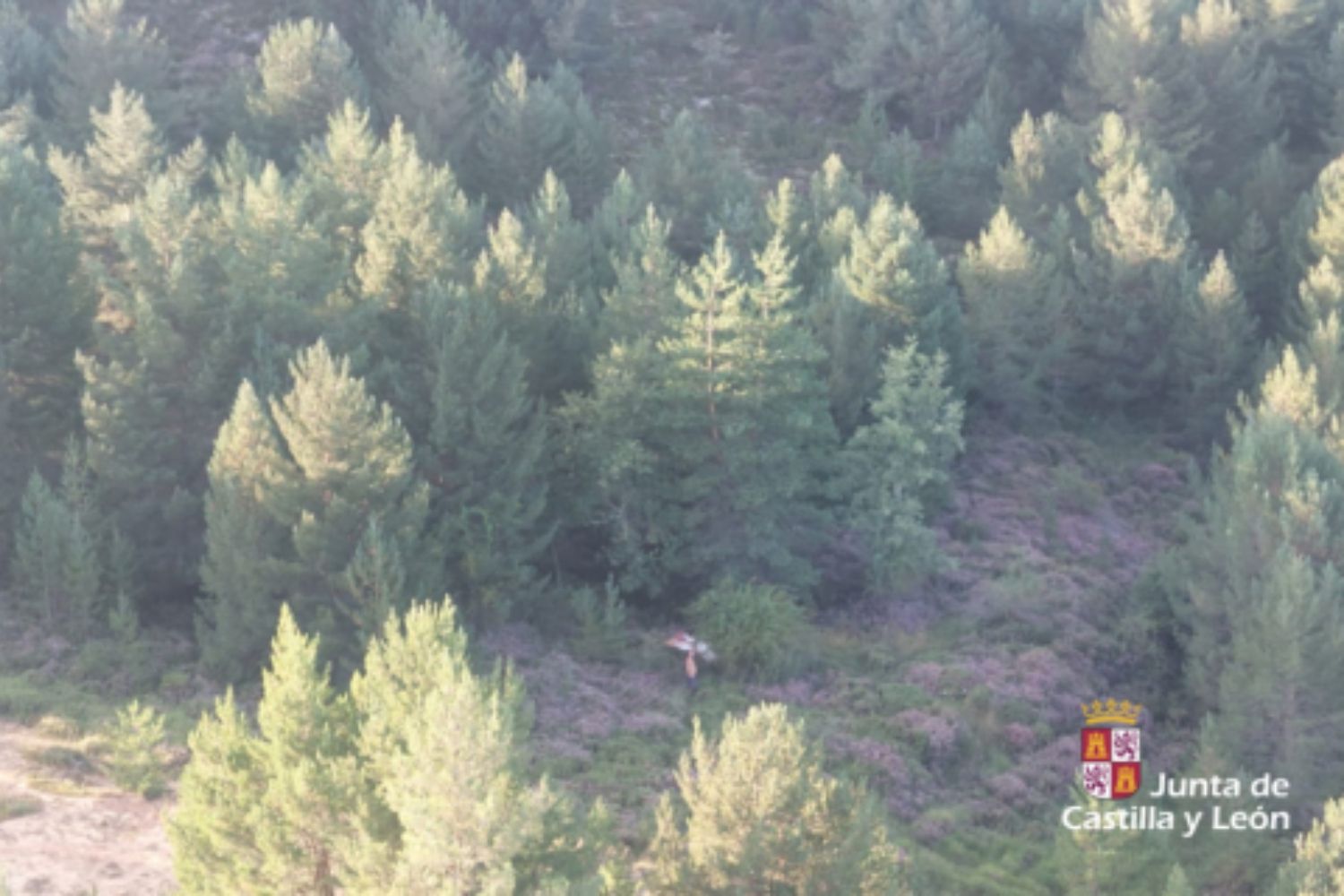 Recatan a un parapentista herido tras sufrir una caída en el Pico Muelas de La Vecilla (León)