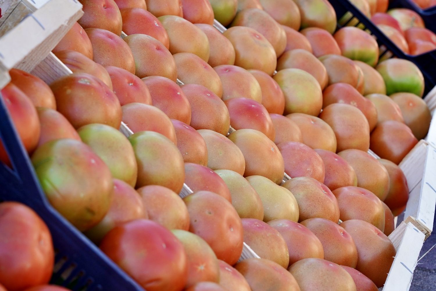 Feria del Tomate de Mansilla de las Mulas | Campillo / ICAL.